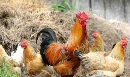 زراعة الدجاج في هولندا: خطة بدء العمل للمبتدئين