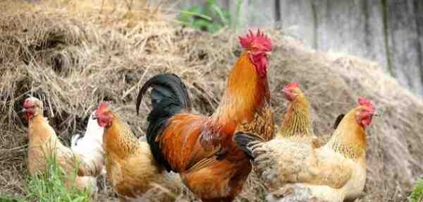 زراعة الدجاج في هولندا: خطة بدء العمل للمبتدئين