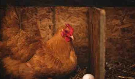 هل يضع الدجاج البيض بدون صندوق التعشيش: الدليل الكامل للمبتدئين