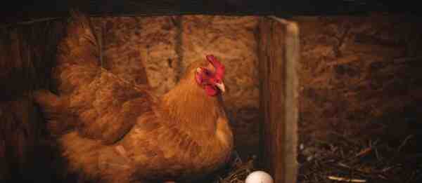 هل يضع الدجاج البيض بدون صندوق التعشيش: الدليل الكامل للمبتدئين