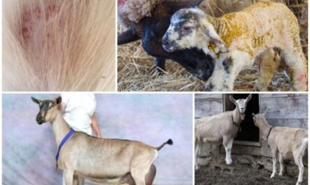 دليل لجعل شعر الماعز ناعمًا