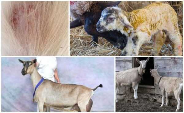 دليل لجعل شعر الماعز ناعمًا