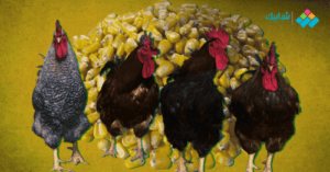 علف دواجن اللاحم: ماذا تطعم دجاج اللحم