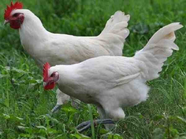 نورفولك غراي الدجاج: الخصائص والمزاج ومعلومات السلالة الكاملة