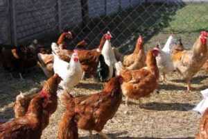 زراعة دجاج أراوكانا: خطة بدء العمل للمبتدئين