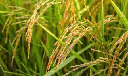 زراعة حبوب الأرز: زراعة حبوب الأرز للمبتدئين