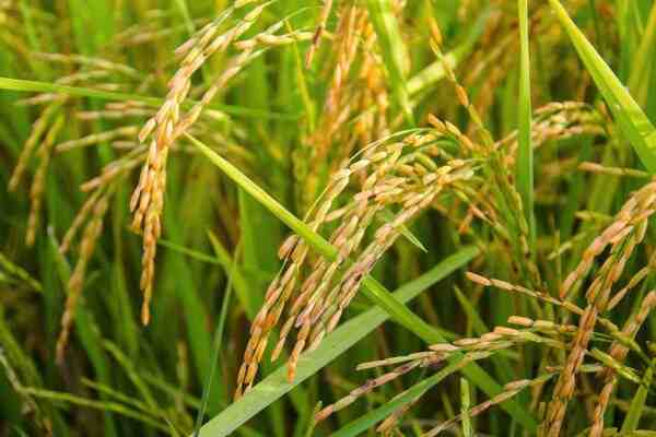 زراعة حبوب الأرز: زراعة حبوب الأرز للمبتدئين