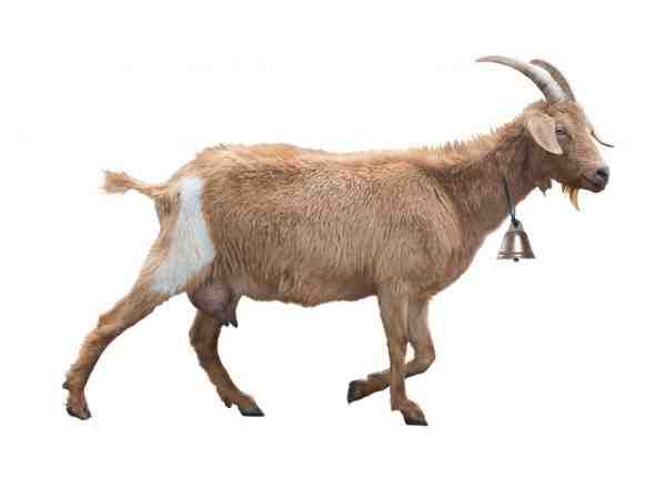 خصائص الماعز مقابل الأغنام: مظهر وسلوك الماعز والأغنام