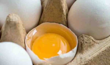 كيف تحافظ على عدد قليل من الدجاج للحصول على بيض طازج: دليل حفظ طبقة الدجاج