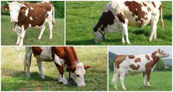 ماشية الليموزين: الخصائص والاستخدامات ومعلومات السلالة الكاملة