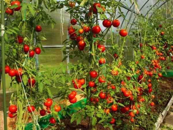 زراعة الطماطم العضوية في حديقة المنزل