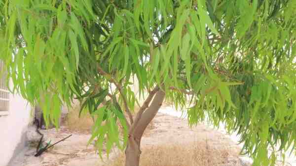 زراعة الأوكالبتوس: زراعة شجرة الأوكالبتوس للمبتدئين