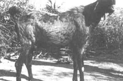Gohilwadi Goat: الخصائص والمعلومات الزراعية