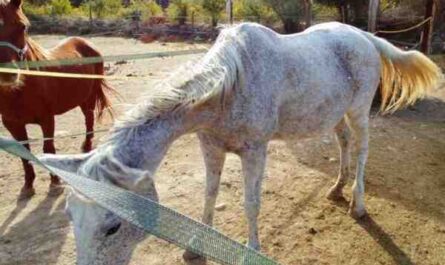 تزايد غرام الحصان: تربية الخيول بالجرام للمبتدئين