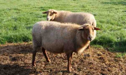 Coburger Fuchsschaf Sheep: الخصائص والاستخدامات ومعلومات السلالة