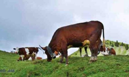 ماشية مين أنجو: الخصائص ومعلومات السلالة الكاملة