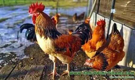 زراعة دجاج Ameraucana: خطة بدء العمل للمبتدئين