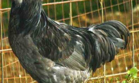 Ameraucana Chicken: الخصائص والمزاج ومعلومات السلالة الكاملة