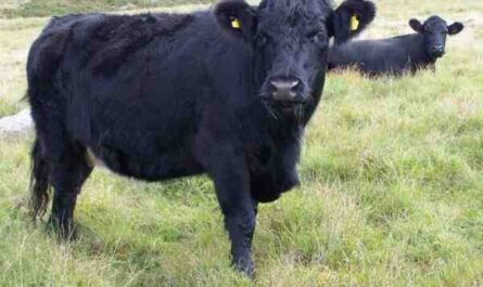 ماشية هيرفورد السوداء: الخصائص ومعلومات السلالة