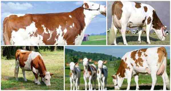 ماشية الفجل: الخصائص والاستخدامات ومعلومات السلالة