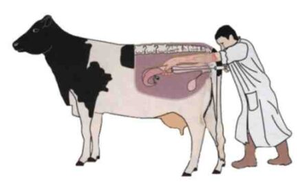 دليل المبتدئين لتطبيق علامات الماشية