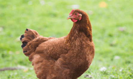 اختيار سلالة الدجاج: كيفية اختيار الدجاج المناسب
