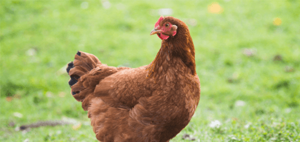 اختيار سلالة الدجاج: كيفية اختيار الدجاج المناسب