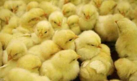 تربية الدجاج من عمر يوم واحد: كيفية تربية صغار الدجاج