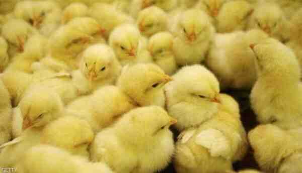 تربية الدجاج من عمر يوم واحد: كيفية تربية صغار الدجاج