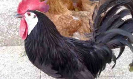 الدجاج الأسباني الأسود ذو الوجه الأبيض: الخصائص ومعلومات السلالة الكاملة
