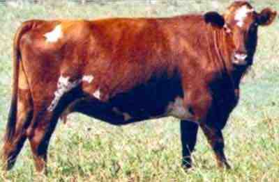 ماشية Adaptaur: الخصائص والاستخدامات ومعلومات السلالة