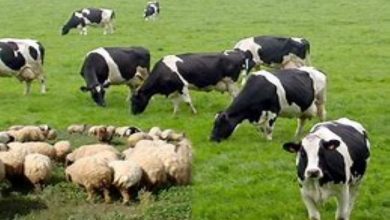 تربية ماشية جالواي مربوط: خطة بدء الأعمال للمبتدئين