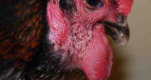 كوليرا الدجاج: كيفية السيطرة على الأمراض وإنقاذ الدواجن