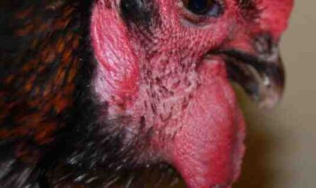 كوليرا الدجاج: كيفية السيطرة على الأمراض وإنقاذ الدواجن