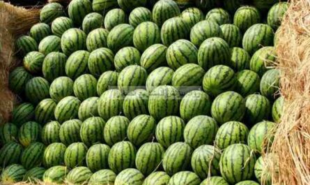 زراعة البطيخ: خطة عمل ودليل للمبتدئين