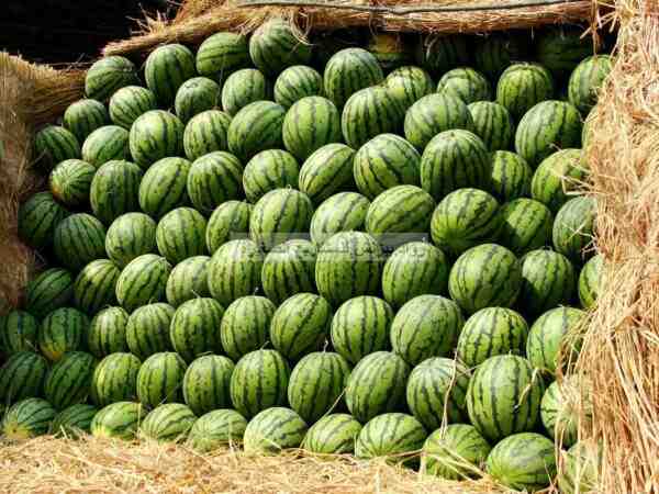 زراعة البطيخ: خطة عمل ودليل للمبتدئين