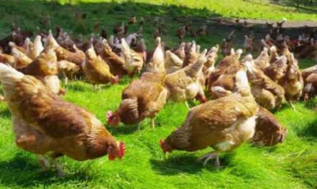 كيفية بناء حظائر الدجاج: دليل الأعمال للمبتدئين