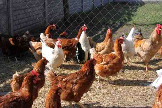 زراعة الدجاج بالحلاقة الحمراء: خطة بدء العمل للمبتدئين