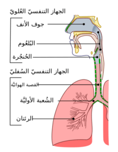 التهابات الجهاز التنفسي العلوي في الماعز: العلامات والأعراض