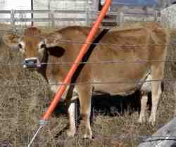 ماشية وادي كريشنا: الخصائص ومعلومات السلالة الكاملة