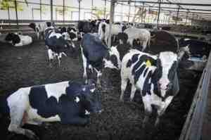 تربية الماشية Arouquesa: خطة بدء الأعمال للمبتدئين