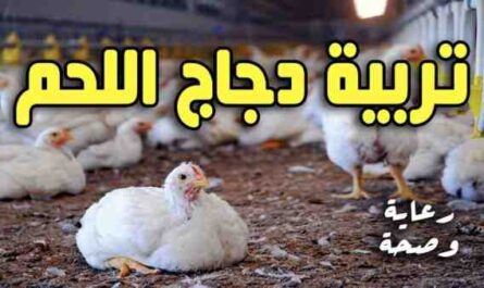 تربية الدجاج من أجل اللحوم: كيفية تربية الدجاج اللاحم للحوم