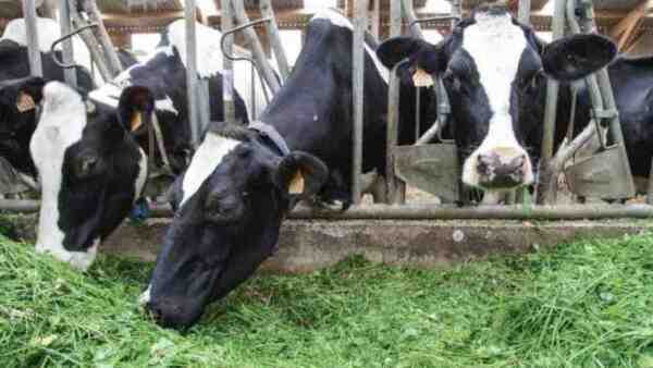 أفضل محاصيل العلف للأبقار الحلوب: دليل لتغذية الألبان