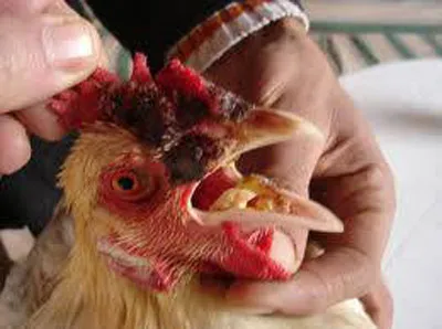 مرض جدري الطيور: كيفية السيطرة على الأمراض وإنقاذ الدواجن