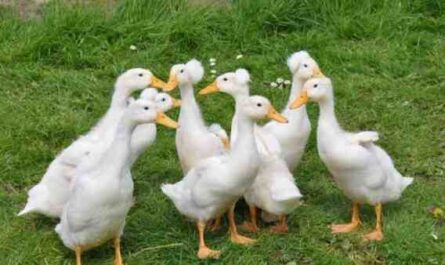 Alabio Duck Farming: خطة بدء الأعمال للمبتدئين