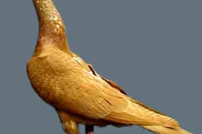 Stargard Shaker Pigeon: الخصائص والاستخدامات ومعلومات السلالة