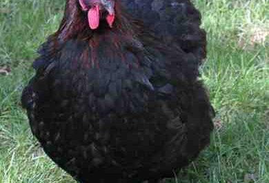 مزرعة دجاج ماران: خطة بدء العمل للمبتدئين
