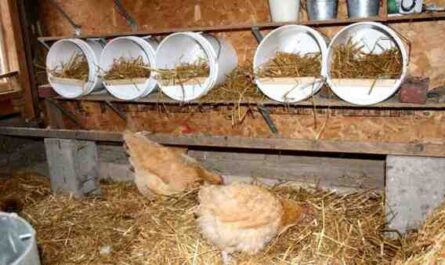 صناديق التعشيش محلية الصنع للدجاج: مطلوبة للحد الأقصى من البيض