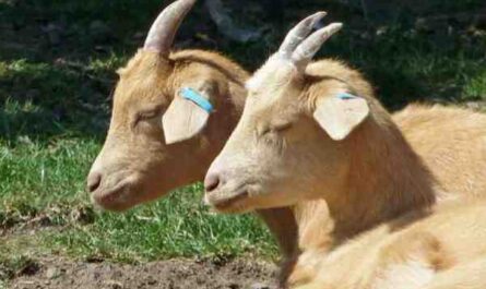 رعاية الماعز الألبان: كيفية رعاية الماعز الألبان دليل المبتدئين
