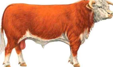 الماشية الإنجليزية طويلة القرون: الخصائص ومعلومات السلالة